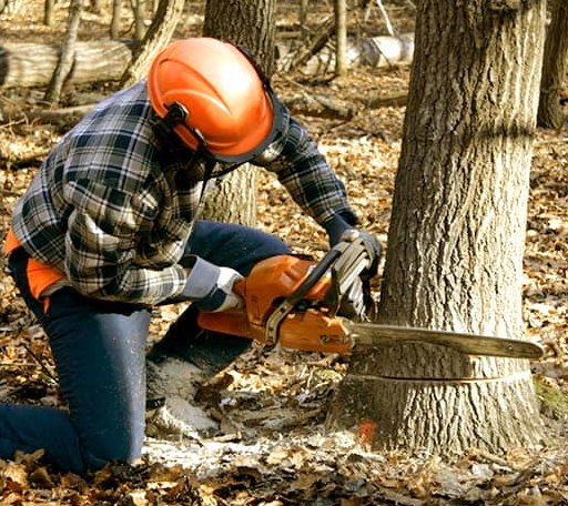 Tree Removal in Strandquist, MN